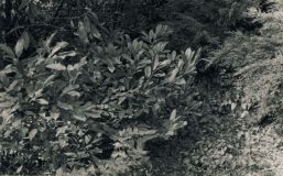 26. Prunus laurocerasus Schipkaensis