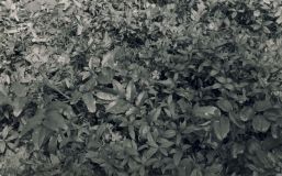 37. Mahonia aquifolium, Vinca minor