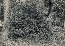 38. Hedera arborescens